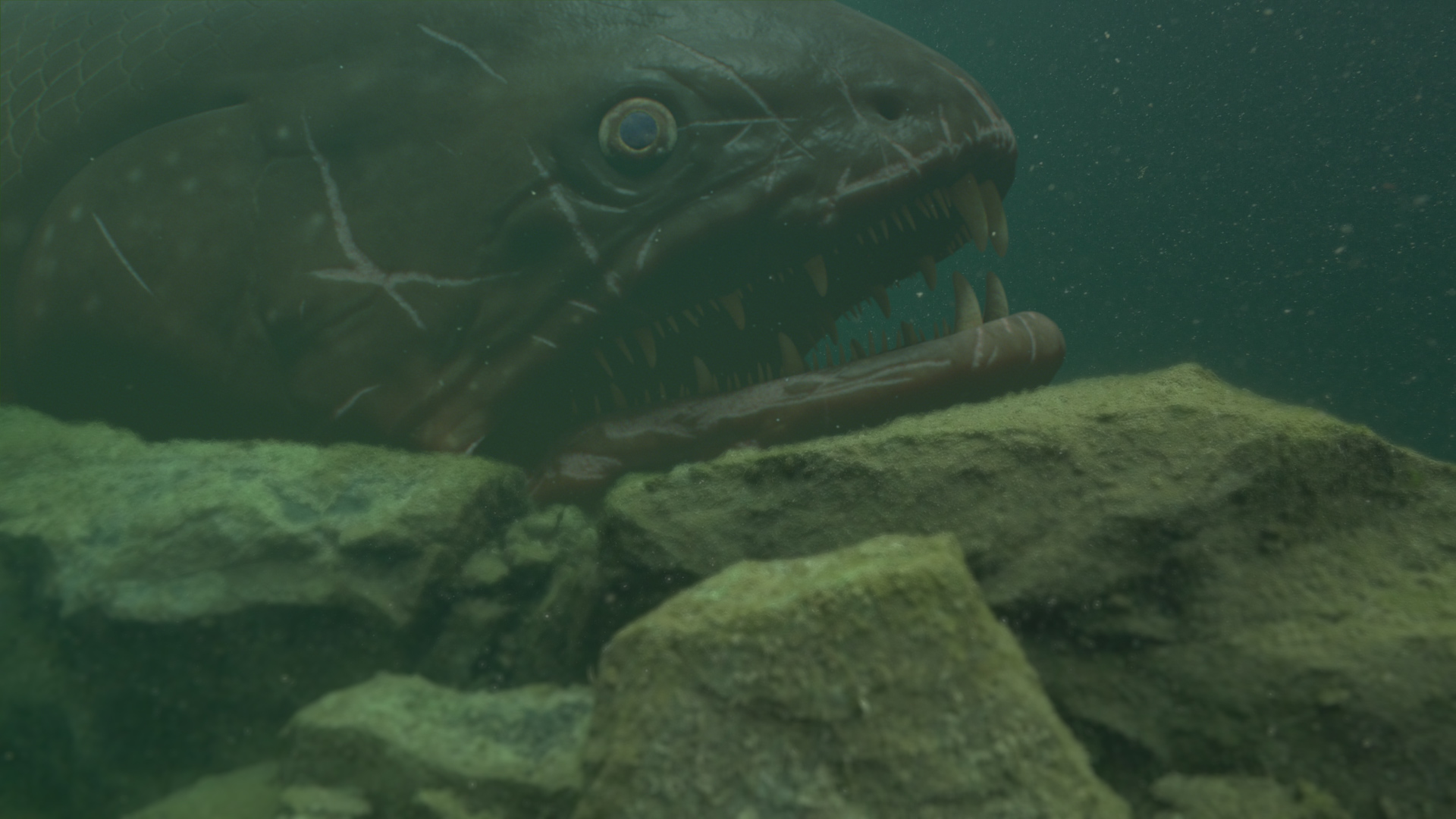 Digital Dimension plonge dans la série documentaire : River Monsters.