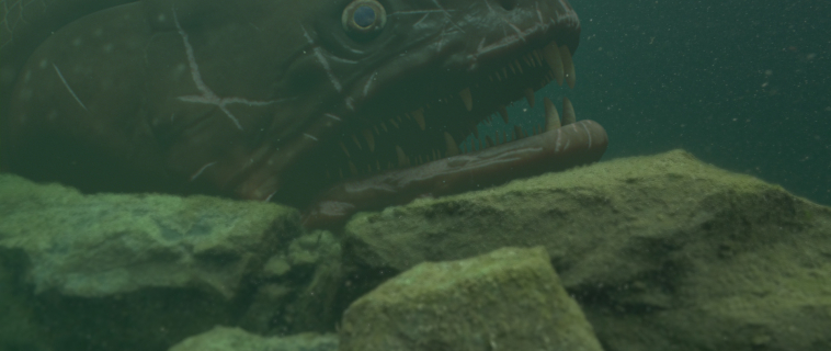 Digital Dimension plonge dans la série documentaire : River Monsters.